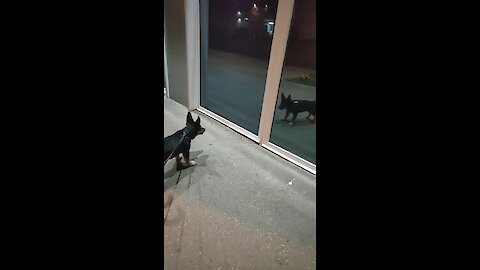 Puppy barks at his reflection during walk