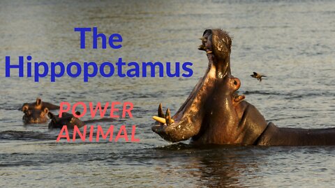 The Hippopotamus Power Animal
