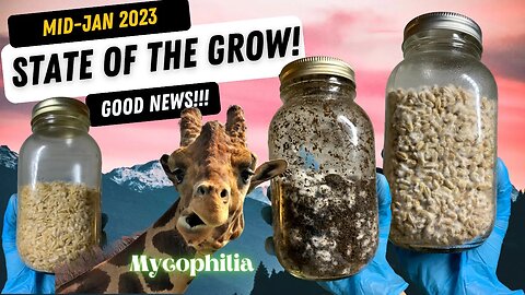 Mid-January '23 State of the Grow! GOOD NEWS! Colonization Issue FIXED! Fruiting Content soon!