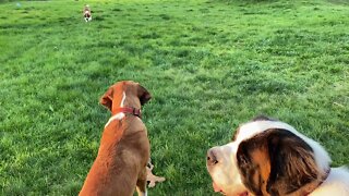 Puppy playtime- St Bernard eggs on Great Dane to play