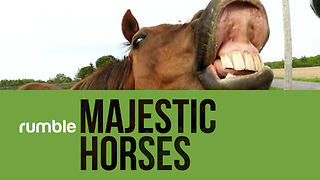 Behold the wonder of majestic horses in this phenomenal compilation footage