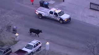 Bull on the loose in neighborhood near MLK, Washington