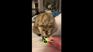 Luna Loves Fidget Spinners! 😻