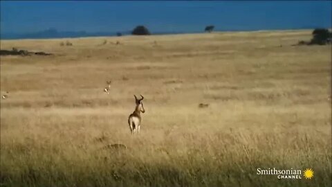 16 $$$ 10 Craziest Animal Fights in the Animal Kingdom 🐍 Lions, Hippos, Cobras! Smithsonian Channe