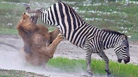 Lion vs Zebra Real fight Animals attack and hunt failed 2017