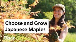 Selecting, Growing and Caring for JAPANESE MAPLES in the Landscape — Ep. 107