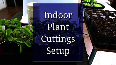 Indoor Setup for Plant Cuttings Propagation