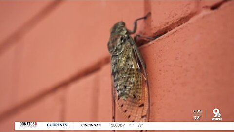 What the cold snap means for the cicadas