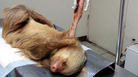 Sloth Released Into The Wild After Surviving Dog Attack: WILDEST ANIMAL RESCUES