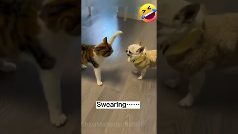 cat and dog video pranks