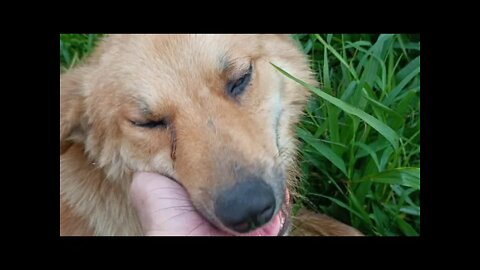 Removing blood sucking Leech out of my doggy's face 🥺