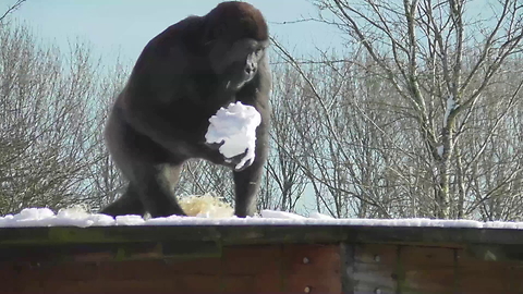 Gorilla youngster loves to play with snow