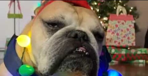 Dog unimpressed by his Christmas look