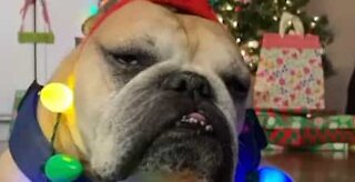 Dog unimpressed by his Christmas look