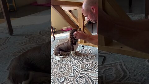 Little Doxie won’t let Dad put the table together 🥰🥰🥰