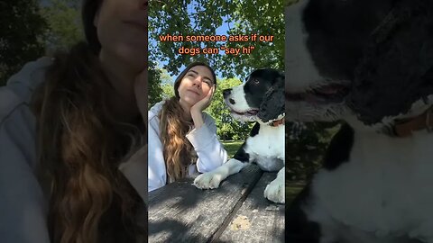 Dogs, Dogsvideos 4