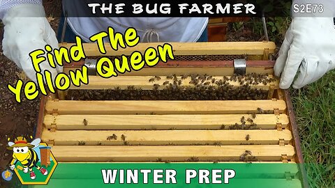 Find the Yellow Queen - Winter beehive preparation continues as I hunt for the Yellow Queen.