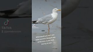 Seagull in your bed?