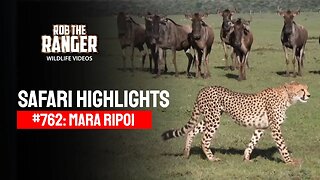 Safari Highlights #762: April/May 2023 | Lalashe Mara Ripoi | Latest Wildlife Sightings