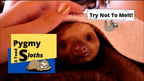 Baby Sloths Being Sloths 😻 FUNNIEST Compilation 🥰 Try not to laugh