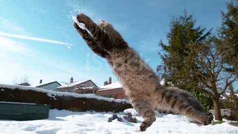Furry cat jumps and catches a snowball with its front paws