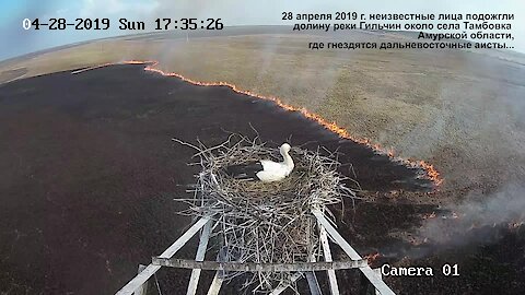 Time lapse captures stork's nest overlooking massive fire