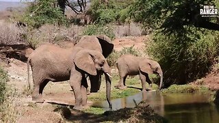 Elephants Drink | Buffalo Springs | Zebra Plains On Tour