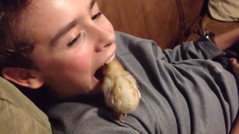 Baby Chicken Is A Dentist