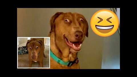 Funny Animals Video Best Dogs😹 and Cats_ Fanny Animals 4