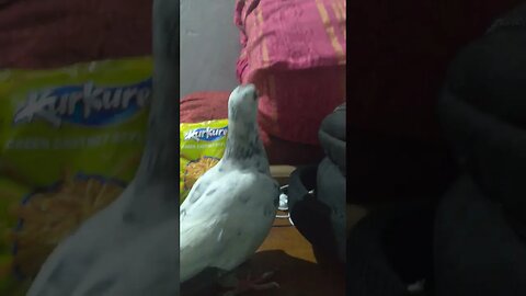 Hungry Pigeon Baby Goes Crazy Over Kurkure Snack!🕊️🐤🐦🐥💖