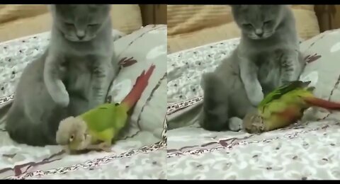 cat playing with budgie