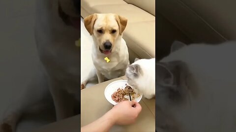 Hungry Greedy Cat 😺🤣❤️ | Cats Eating