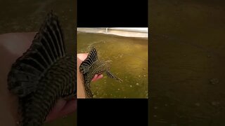 Plecos from aquaponics system #shorts