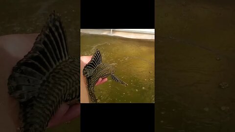 Plecos from aquaponics system #shorts