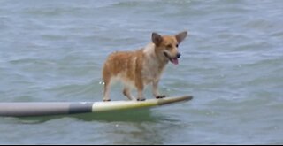 Adorable Little Corgi Learns How to Surf - Cuteness Overload