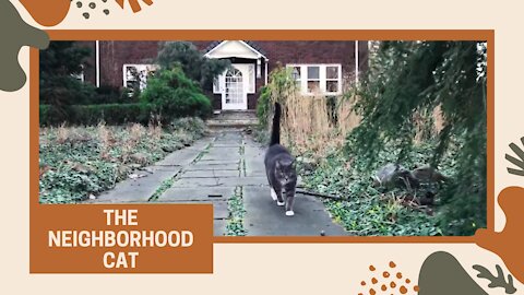 Sweet Neighborhood Cat