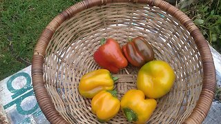 Hydroponic Capsicum Update