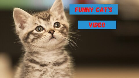 Funny Cats videos # 15