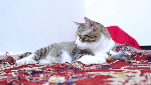 Cute Tabby Cat Sits on the Carpet