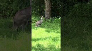 Wallabies with Babies in Pouches