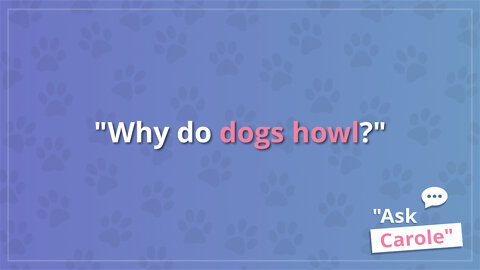 Why do dogs howl?