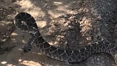 Guy Falls While Riding His Bike And Lands On Top Of Rattlesnake