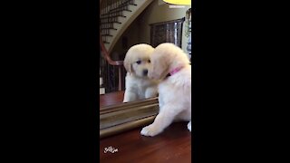 Puppy finds her best friend in the mirror