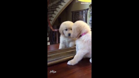 Puppy finds her best friend in the mirror
