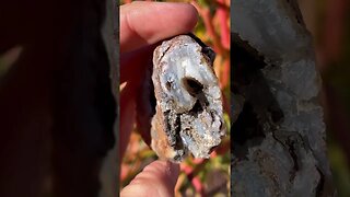 Crazy agate nodule found in Arizona desert!