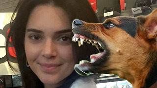 Kendall Jenner’s Dog Accused Of BITING Little Girl!