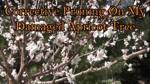 Corrective Pruning On A Damaged Apricot Tree 2022