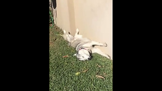 Husky sunbathes in hilariously bizarre position