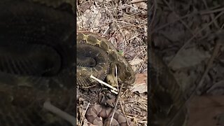 Timber Rattlesnakes & Copperheads ALL OVER #reptiles #snakes #venomous #rattlesnake #copperhead