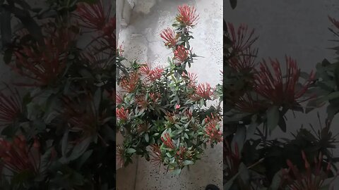 natural flower... good natural flower amazong video...ফুলকে কেউ ভাল বাসে না এমন কোন লোক নেই।।